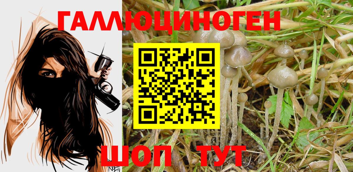 Псилоцибиновые грибы Psilocybe Будённовск